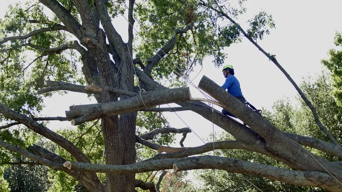 Professional Crown Thinning performed by certified arborists in Wakeeney